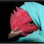 Kruci, to je kosa, jako v Rusku .... (Bojova IV)