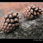 Sourozenci na kamenu