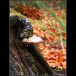 <b>:: CHOROŠ ::</b>