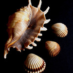 Mušle
