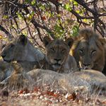 Smečka při siestě