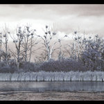 Tam kde ziji volavky