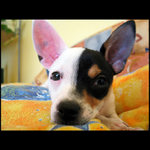 zviřátko co se přitulí