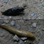 <b> Best friends </b>