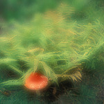 Pohádky z mechu a kapradí