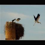 Bydlíme na komíně