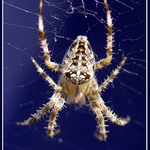 variace na nejobehranější téma