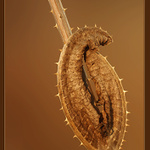 Podzim 2003 - listy bodláku