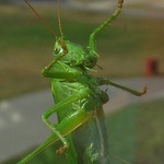 Špión
