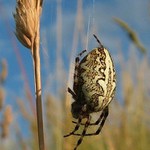 Příprava na noční lov