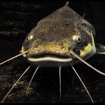 Z očí do očí VI.