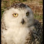 Z očí do očí VIII