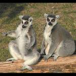 Já ho mám tááákhle velkýho...!