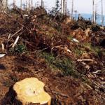 Kalamita v Jeseníkách