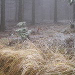 <b>Zima prichazi I </b>