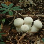 Když nejsou hříbky tak aspoň....