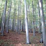 jako dříví v lese