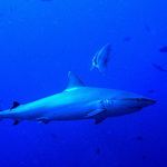 Žralok
