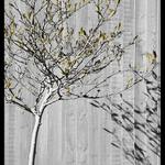 Just a little tree...