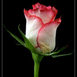 Proč ta růže uvadá.....