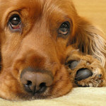 kedy mi das veceru?