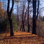 Podzimní pohoda v lese ...