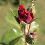 Podívej, kvete růže