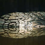 Pod vypuštěnou hrází