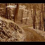 Až opadá listí z dubu