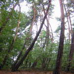 A země se pohnula ...