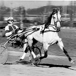 Čingischán - vítěz klusáckého derby