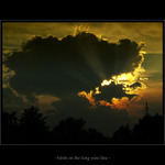 <b>- birds on a long wire line -</b><br>