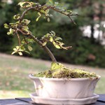 Bonsai