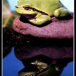 Rosnička na kaměni