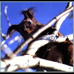 Veverčí zvědavost