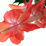 Velikonoční kaktus