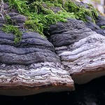 Dvě sloní nožičky před a nad jednou velkou