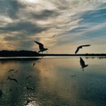 Rackové nad jezerem