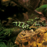 Neposedný bolívijský lesní skřítek