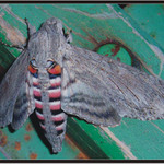 Jedna stará můra...