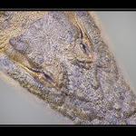 See you later, Aligator