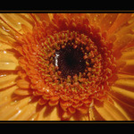 Květina k narozeninám