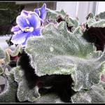 Africká fialka na Moravě