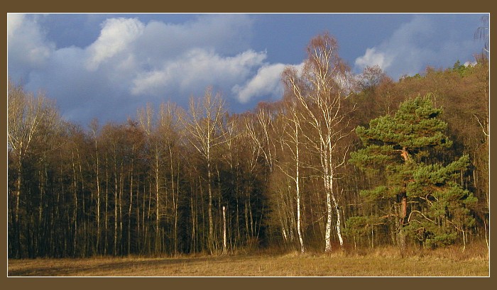 Okraj lesa s borovicí a břízami