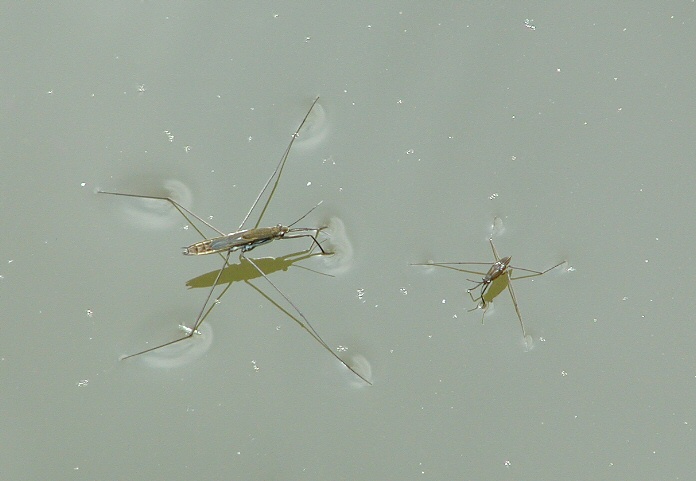 rodinka