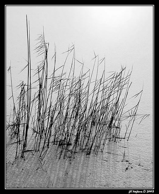 Rákosí na zamrzlém rybníku