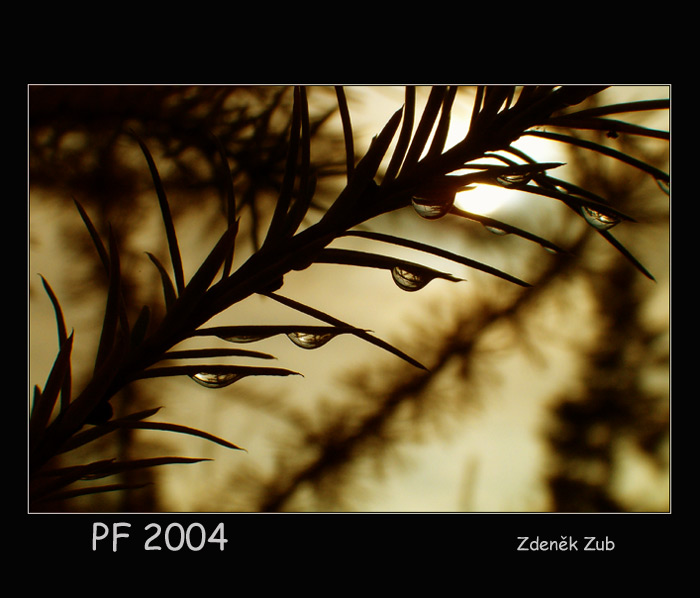 *PF 2004*