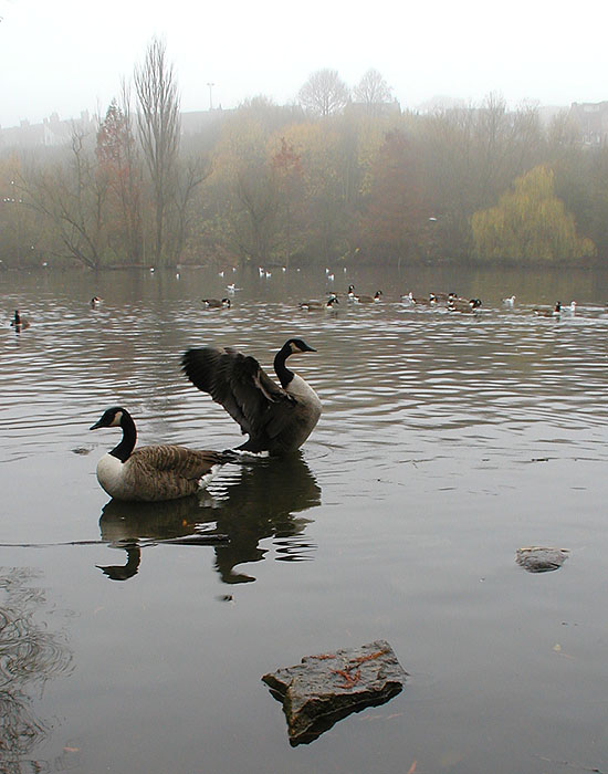 husi jezero