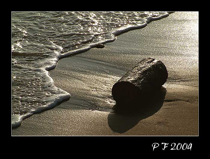 PF 2004