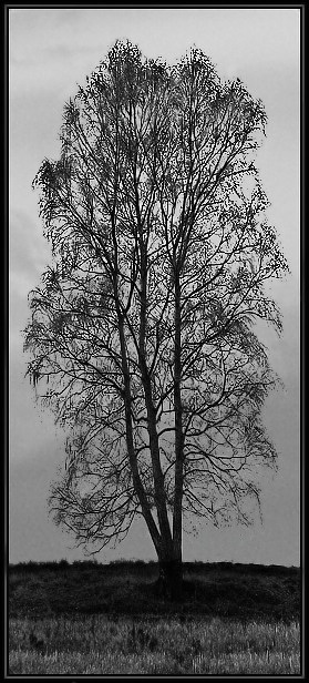 Bříza na horizontu